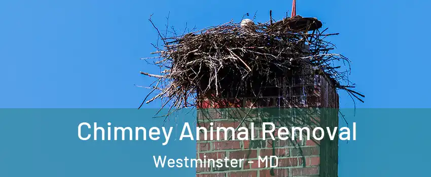  Chimney Animal Removal Westminster - MD