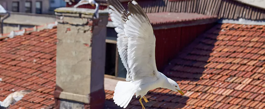 Residential Chimney Animal Removal Solution in Westminster, MD